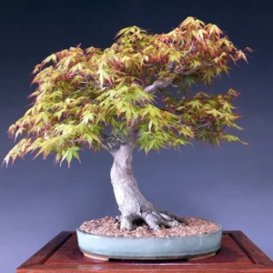 Katsura Japanese Maple Tree - Live Plant - 4 Inch Pot - Acer palmatum