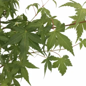 Katsura Japanese Maple Tree - Live Plant - 4 Inch Pot - Acer palmatum