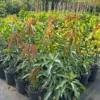 Keo Mango Tree Live Plant - 2-3 ft Grafted Sweet Mango Tree Ready to Bear Fruit