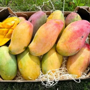 Keo Mango Tree Live Plant - 2-3 ft Grafted Sweet Mango Tree Ready to Bear Fruit