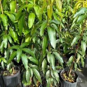 Keo Mango Tree Live Plant - 2-3 ft Grafted Sweet Mango Tree Ready to Bear Fruit