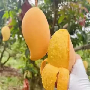 Keo Mango Tree Live Plant - 2-3 ft Grafted Sweet Mango Tree Ready to Bear Fruit