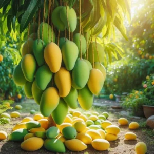 Keo Mango Tree Live Plant - 2-3 ft Grafted Sweet Mango Tree Ready to Bear Fruit