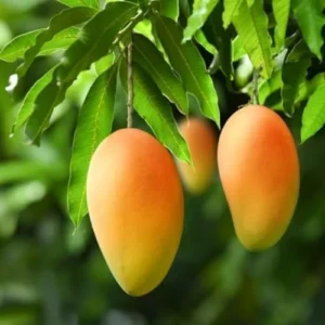 Keo Mango Tree Live Plant - 2-3 ft Grafted Sweet Mango Tree Ready to Bear Fruit