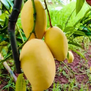 Keo Mango Tree Live Plant - 2-3 ft Grafted Sweet Mango Tree Ready to Bear Fruit