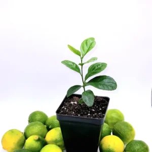 Key Lime Seedlings Starter Plant -Key Lime Citrus Fruit Plants-Lemon Tree 3-5 Inches Tall - Healthy Indoor Grown
