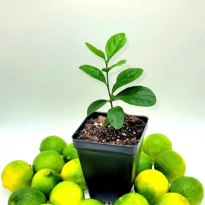 Key Lime Seedlings Starter Plant -Key Lime Citrus Fruit Plants-Lemon Tree 3-5 Inches Tall - Healthy Indoor Grown