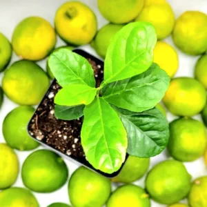 Key Lime Seedlings Starter Plant -Key Lime Citrus Fruit Plants-Lemon Tree 3-5 Inches Tall - Healthy Indoor Grown