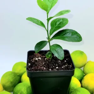 Key Lime Seedlings Starter Plant -Key Lime Citrus Fruit Plants-Lemon Tree 3-5 Inches Tall - Healthy Indoor Grown
