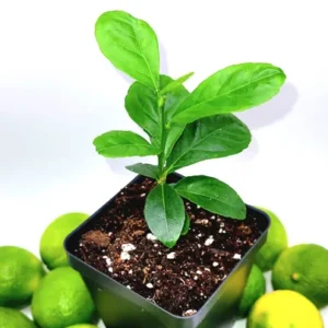 Key Lime Seedlings Starter Plant -Key Lime Citrus Fruit Plants-Lemon Tree 3-5 Inches Tall - Healthy Indoor Grown