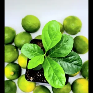 Key Lime Seedlings Starter Plant -Key Lime Citrus Fruit Plants-Lemon Tree 3-5 Inches Tall - Healthy Indoor Grown