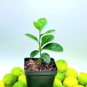 Key Lime Seedlings Starter Plant -Key Lime Citrus Fruit Plants-Lemon Tree 3-5 Inches Tall - Healthy Indoor Grown