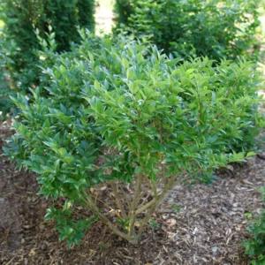 Kindly Privet - Ligustrum japonicum - 4 inch Pot - Green Hedge Shrub