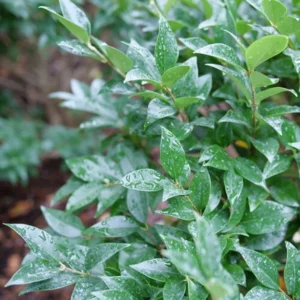 Kindly Privet - Ligustrum japonicum - 4 inch Pot - Green Hedge Shrub