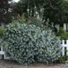 Kintzley's Ghost Grape Honeysuckle Plant - 4" Pot - Yellow Flowers - Non-Invasive