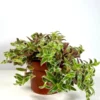 Kitten Ears Plant - Cyanotis somaliensis - Starter Plant 2.5" Pot - Fuzzy Texture