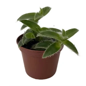 Kitten Ears Plant - Cyanotis somaliensis - Starter Plant 2.5