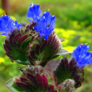 Kitten Ears Plant - Cyanotis somaliensis - Starter Plant 2.5