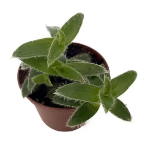 Kitten Ears Plant - Cyanotis somaliensis - Starter Plant 2.5