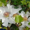 Kitty™ Boulevard Clematis Vine - White Fragrant Flower - 2.5 Inch Pot - NEW!