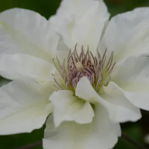Kitty™ Boulevard Clematis Vine - White Fragrant Flower - 2.5 Inch Pot - NEW!