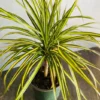 Kiwi Dragon Tree Dracaena Marginata Plant - 5 inch Pot - Indoor Houseplant