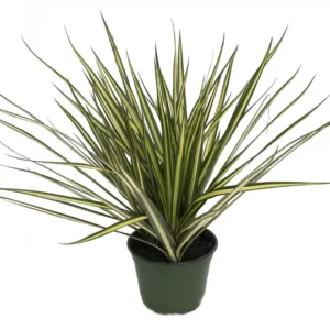 Kiwi Dragon Tree Dracaena Marginata Plant - 5 inch Pot - Indoor Houseplant