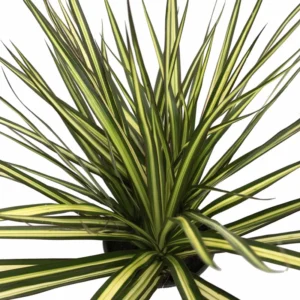 Kiwi Dragon Tree Dracaena Marginata Plant - 5 inch Pot - Indoor Houseplant