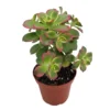 Kiwi Verde Aeonium Succulent Tree - 2.5 Inch Pot - Tricolor Succulent