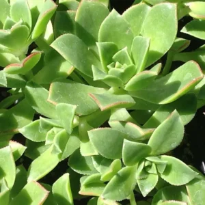 Kiwi Verde Aeonium Succulent Tree - 2.5 Inch Pot - Tricolor Succulent