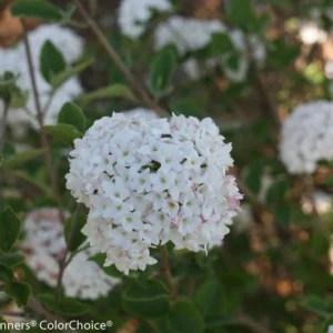 Korean Spice Viburnum Plant - Compact Shrub - Garden Ready