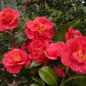 Kramer's Supreme Camellia Japonica Live Plant - Evergreen Bush Shrub - 15 to 20 Inch Height
