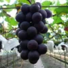Kyoho Grape Plant Grapevine - 6-8" Tall Edible Grape Plant