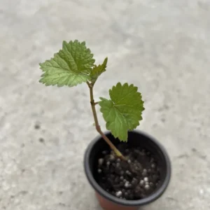 Kyoho Grape Plant Grapevine - 6-8