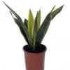 La Rubia Snake Plant Sansevieria 5" Pot Yellow Impossible to Kill Houseplant
