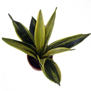 La Rubia Snake Plant Sansevieria 5
