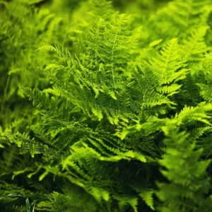 Lady Fern Live Plants - 10 Bare Roots - Ready to Plant Indoor Outdoor Ferns