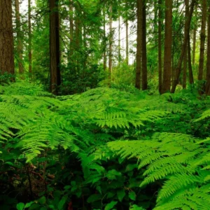 Lady Fern Live Plants - 10 Bare Roots - Ready to Plant Indoor Outdoor Ferns