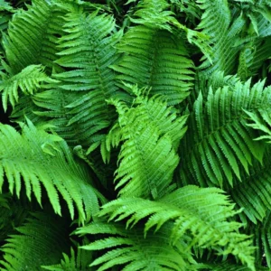 Lady Fern Live Plants - 10 Bare Roots - Ready to Plant Indoor Outdoor Ferns