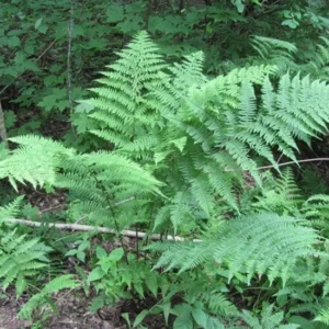 Lady Ferns Bare Root - 10 Athyrium Filix-Femina Woodland Perennial Wildflower