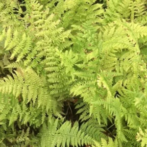 Lady Ferns Bare Root - 10 Athyrium Filix-Femina Woodland Perennial Wildflower