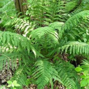 Lady Ferns Bare Root Athyrium Filix-Femina - 3 Pack Woodland Perennial Wildflower