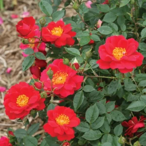 Landscape Rose Plant - 4