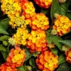 Lantana Live Plants - Bright Orange Perennial Flowers for Planting Outdoors
