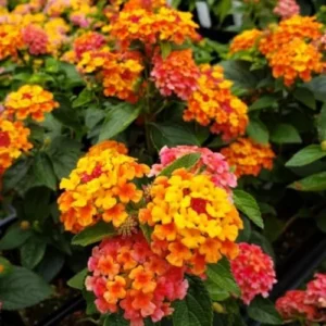 Lantana Live Plants - Bright Orange Perennial Flowers for Planting Outdoors