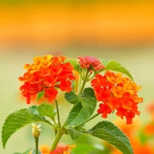Lantana Live Plants - Bright Orange Perennial Flowers for Planting Outdoors
