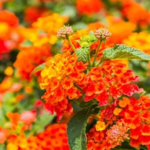 Lantana Live Plants - Bright Orange Perennial Flowers for Planting Outdoors
