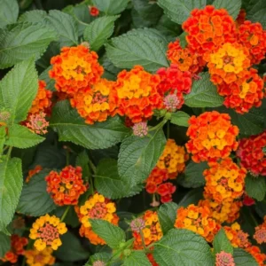 Lantana Live Plants - Bright Orange Perennial Flowers for Planting Outdoors