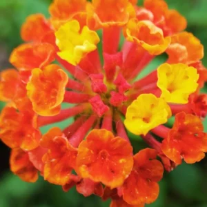 Lantana Live Plants - Bright Orange Perennial Flowers for Planting Outdoors