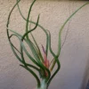 Large Bulbosa Belize Air Plant 6-7 Inch Size